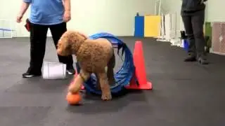 The PAWS Games
