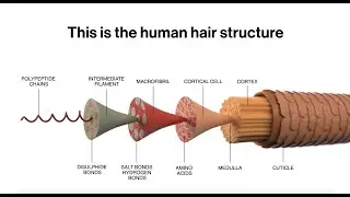 Limitless Bond System and how it works on the Human Hair Structure