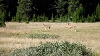 Evolution Valley