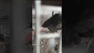 Turkey birds chicks | #youtubeshorts  #ytshorts #birds