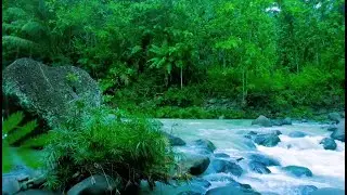 Beautiful Relaxing River  Nature Sounds Sleep Meditation Study Stress Relief Mindfulness