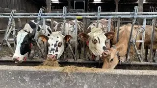 Une génétique adaptée à chaque système d'élevage, c'est ce qu'étudie l'Inrae du Pin (61)