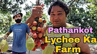Pathankot Lychee Farm | Litchi ka Bagh | Punjab Litchi Farming | HPsinghfoodvlogs | Pathankotvlogs