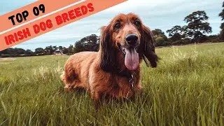 TOP 9 Irish Dog Breeds - Best Irish Dog Breeds - Irish Dogs Breed Video - Ireland Most Popular Dogs