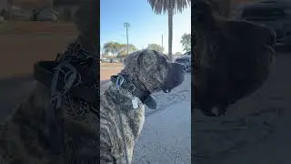 A watchful canine's awareness of its environment.#dog #alertdog #caninediscipline