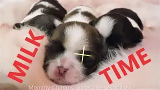Shih Tzu Puppies - MILK TIME!
