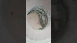 Live viral fish | live Lake fish to our shop | Madurai Mary fishers | robin son mose