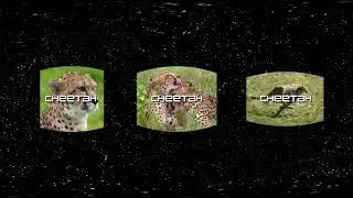 Enigma 360&ordm;. Riddle 22.Africa.Asia.Solution.CHEETAH