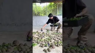 1000 Ninja Tortoise 🐢 - Nature Tortoise Tactics