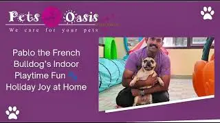 Pablo the French Bulldog&rsquo;s Indoor Playtime Fun 🐾 | Holiday Joy at Home