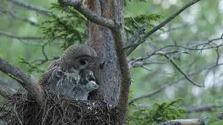 Find spectacular GREAT GREY OWL!!! || Kuusamo, FINLAND || Land of the OWLS