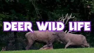 🦌 Deer Wild Life (Cervidae) music #realxingwithpeoples