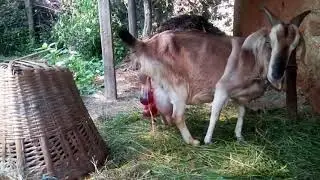 Pregnant Goat Gives Birth! | Amazing Animal Babies A Goat Giving Birth Three Kids || Animal In Nepal