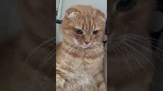 Котик 🐱 шутка 🤪 #юмор #котики