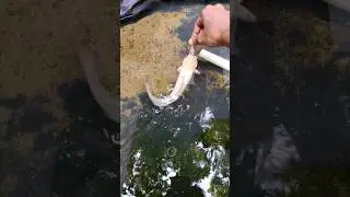 Fast catch from Albino catfish ⚡|Albino catfish hand feeding ✨#shorts
