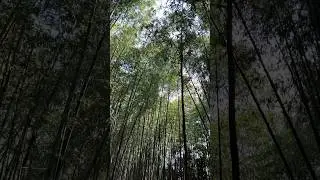 Mesmerizing Bamboo Forest Magic in Kyoto | Nature's Serenity