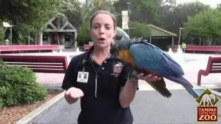Macaw training at the Zoo