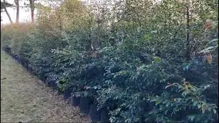 Buy Syzygium Shrubs Now - Shop For Eugenia, Save Up To 60%