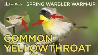 Common Yellowthroat Identification | Spring Warbler Warm-up