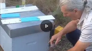 Traitement du varroa dans les ruches.