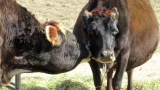 Bull Grooming a Cow