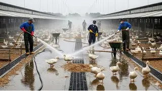 Daily Life at HK Duck Farm | Factors directly affecting duck health and eggs