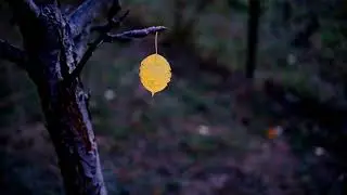 Single Yellow Leaf On A Tree Branch Video Footage - OrangeHD