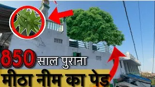 850 Saal puran Mitha Neem kaa pedh 🌳Ajmer Sharif  || तारागढ़ मीठा नीम का पेड़ || part 4