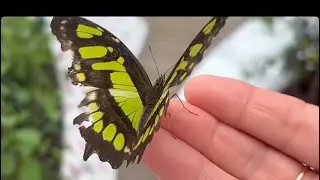 AL NOOR  ISLAND💚  дом бабочек 🦋 невероятно красивое и увлекательное  общение с бабочками 🦋 