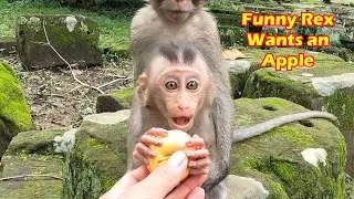 How funny baby monkey Rex when he wants to ask for an apple