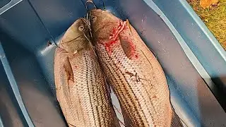 Minas Basin Striped bass