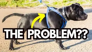 Do Dog Harnesses Cause Pulling on Leash? Here&rsquo;s the Truth...