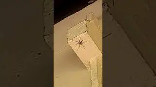 A Spider for Spider fans #shorts #viral #austraila #scary #spooky #horror #spider #🕷