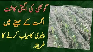 Early gobhi ki kasht in pakistan | Gobhi ki paneeri lgany ka tareeka | Cauliflower farming Pakistan,