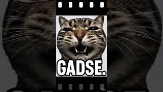 GADSE - Dieses Katzenshirt brauchst du!