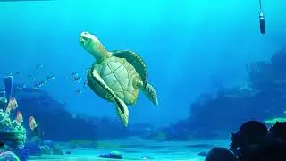 Turtle Talk With Crush! WDW Epcot 05/16/2022