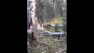 Elk Hunt 2014 Unit 52