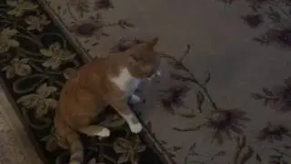 Crazy Cat