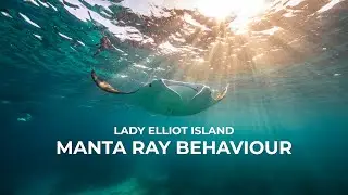Manta Ray Behaviour With Master Reef Guide Jessica Blackmore