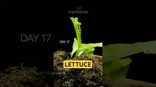 Growing LETTUCE From Seed #timelapse