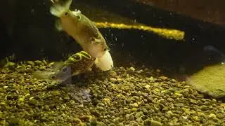 New Figure 8 puffers eating medicated food
