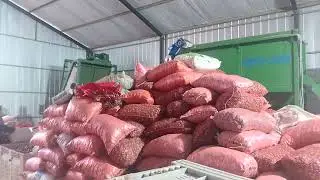 Línea de limpieza, selección y calibrado de castañas, fabricación de maquinaria 990001512