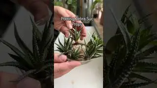 Zebra Pups #shorts #garden #houseplants #indoorplants #plants #propagation #succulent #plantcare