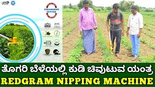 ತೊಗರಿಯಲ್ಲಿ ಅಧಿಕ ಇಳುವರಿಗೆ ಕುಡಿ ಚಿವುಟುವ ಯಂತ್ರ | redgram nipping machine | tur cutting machine kannada