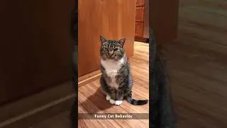 Funny cat 😺🐈