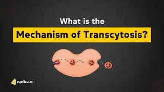 What is the Mechanism of Transcytosis? | Cell Biology | V-Learning&trade; | sqadia.com