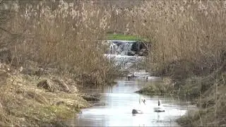 Relaxing Pond Scene with Bird Song / Relaxing Bird Sounds for Sleeping / Nature Sound for Sleep