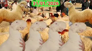 31 January 2026 Mundra Mandi | Dera Ghazi Khan | Mundra goat farm 
