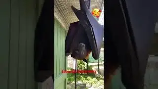 Lubee Bat Conservancy 🦇 #shorts