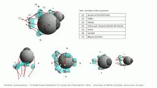 Test : Model Based Human Eye Movements (6 EMOs)